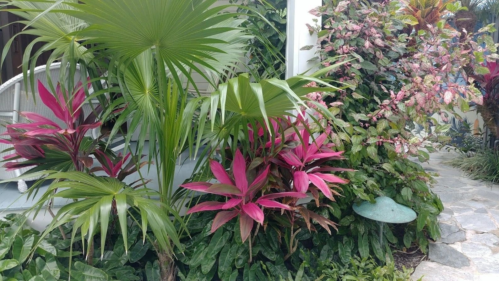 A variety of plants in the garden